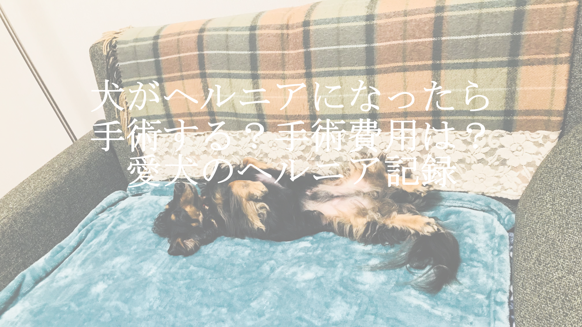 犬がヘルニアになったら手術する 手術費用は 愛犬のヘルニア日誌 ともいえblog